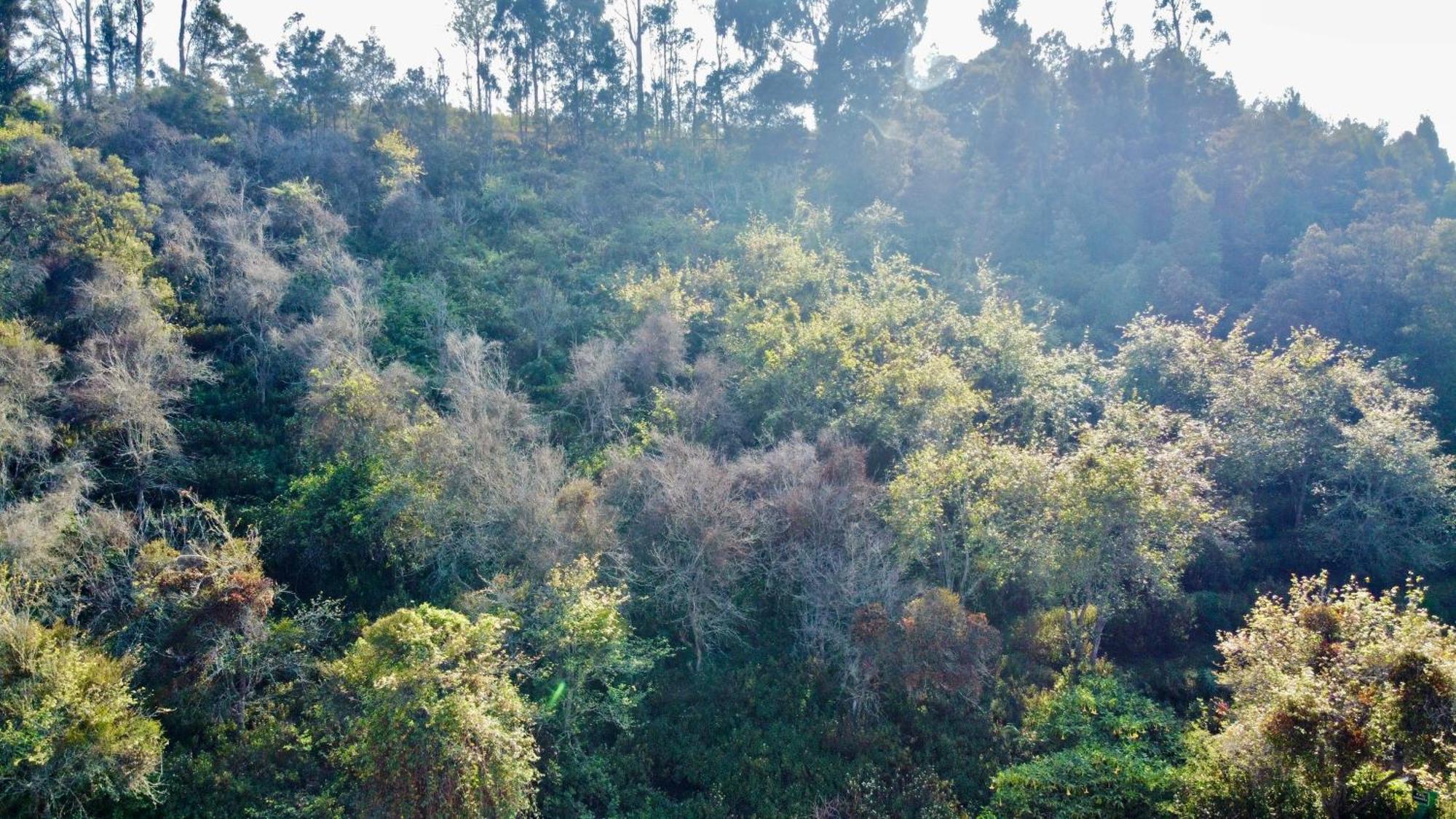 La Flora Kodaikanal Kültér fotó